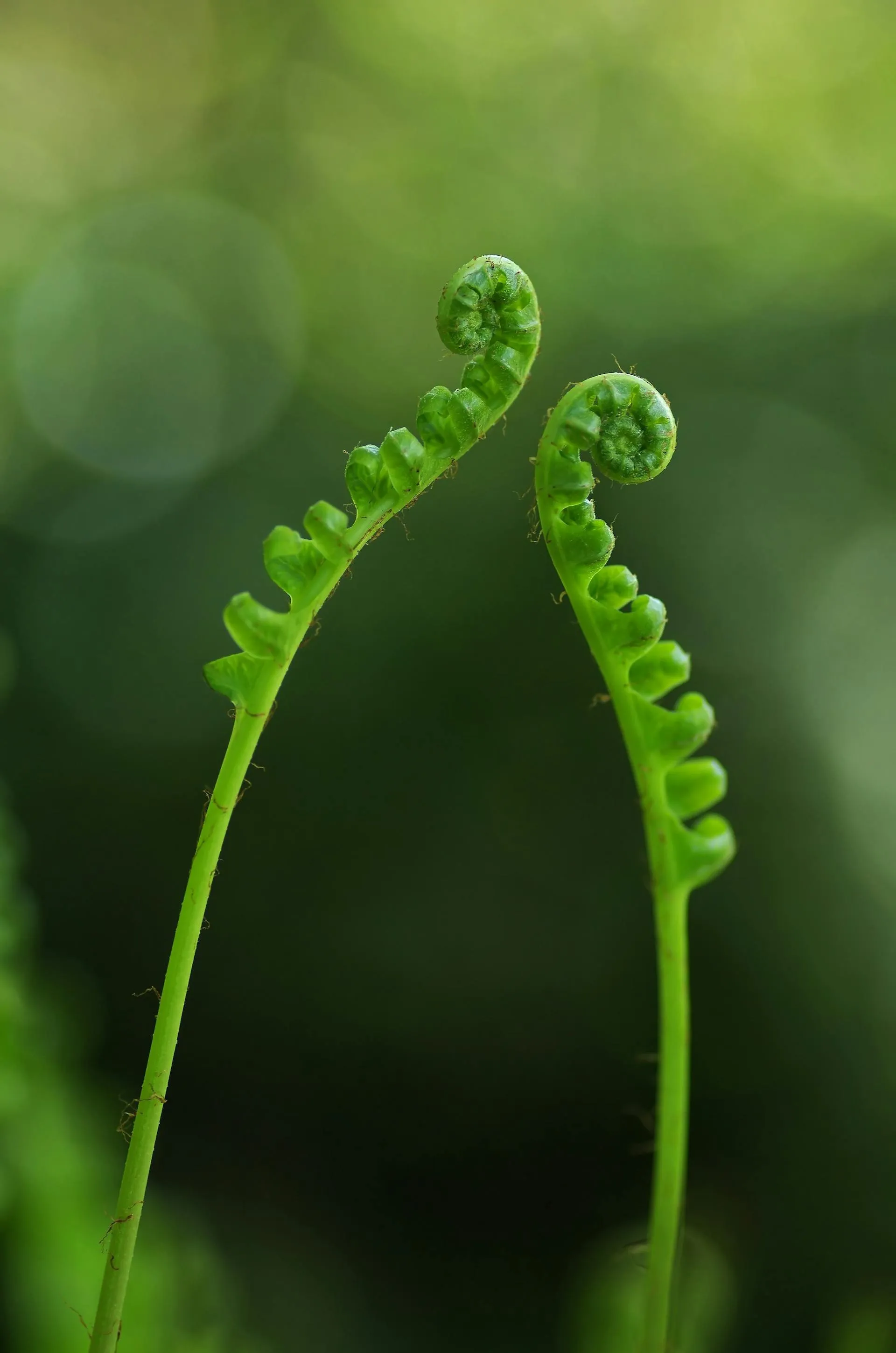 An image of some ferns An image of some ferns